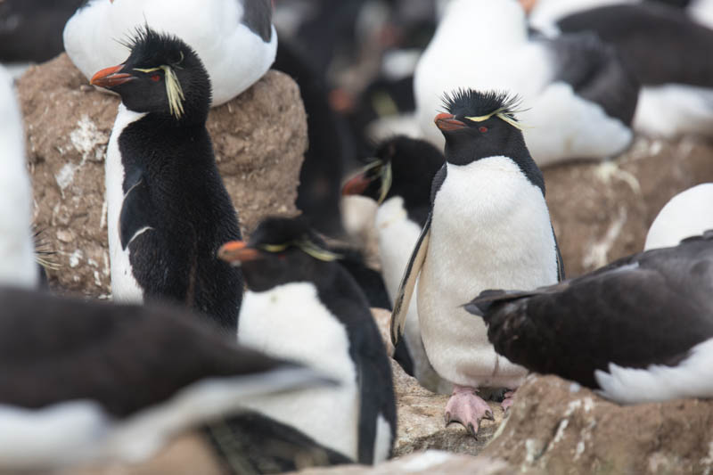 Rockhopper Penguins