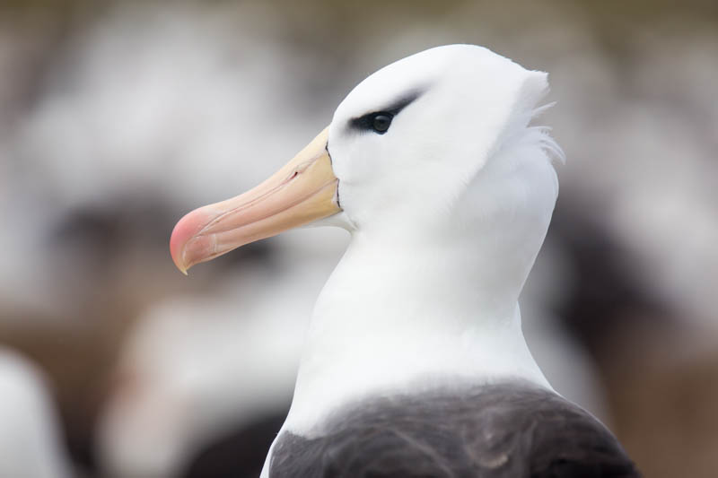 Black-Browed Albatross