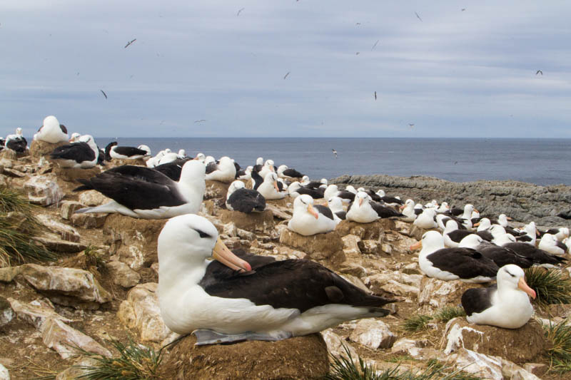 Black-Browed Albatross Colony