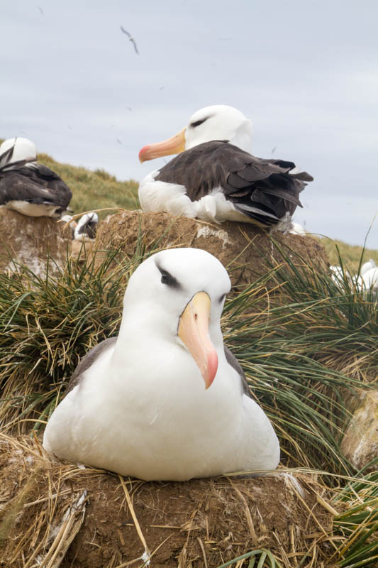 Black-Browed Albatross Colony