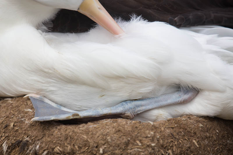 Black-Browed Albatross Feather Detail