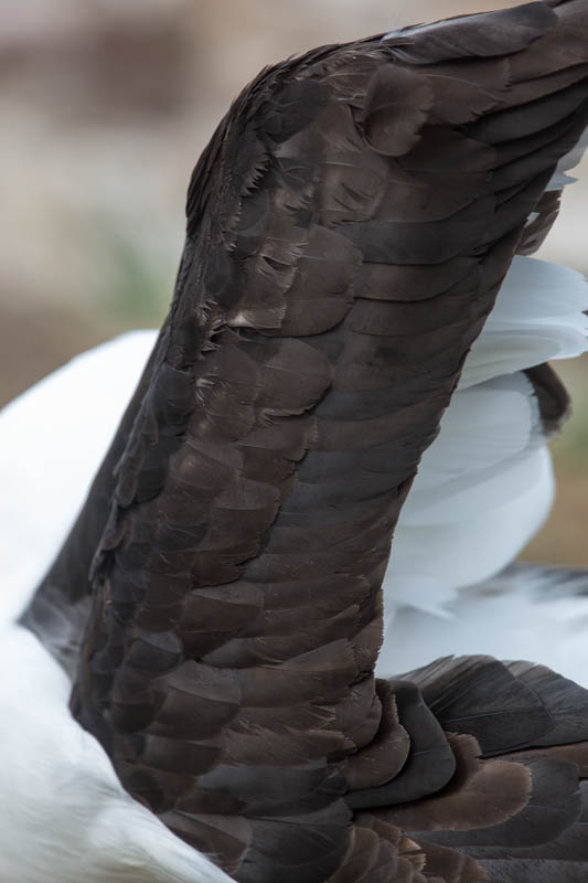 Black-Browed Albatross Feather Detail