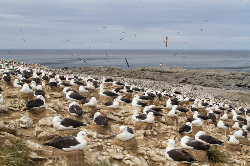 Black-Browed Albatross Colony