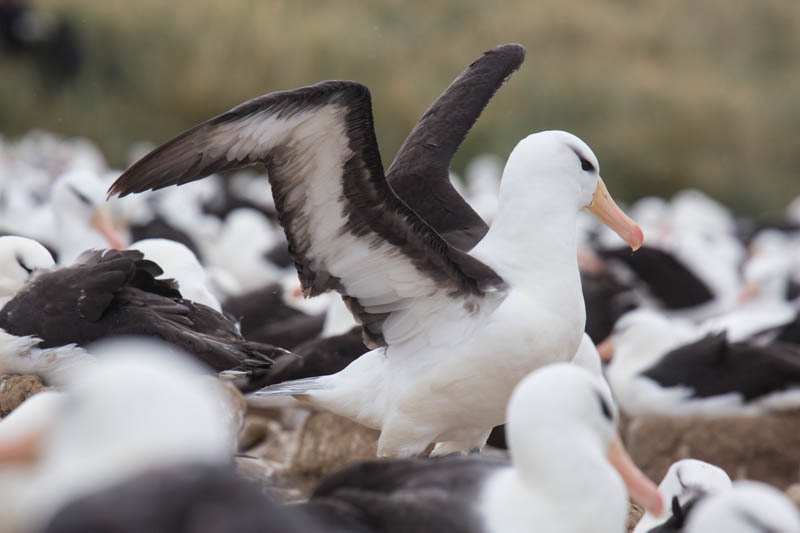 Black-Browed Albatross