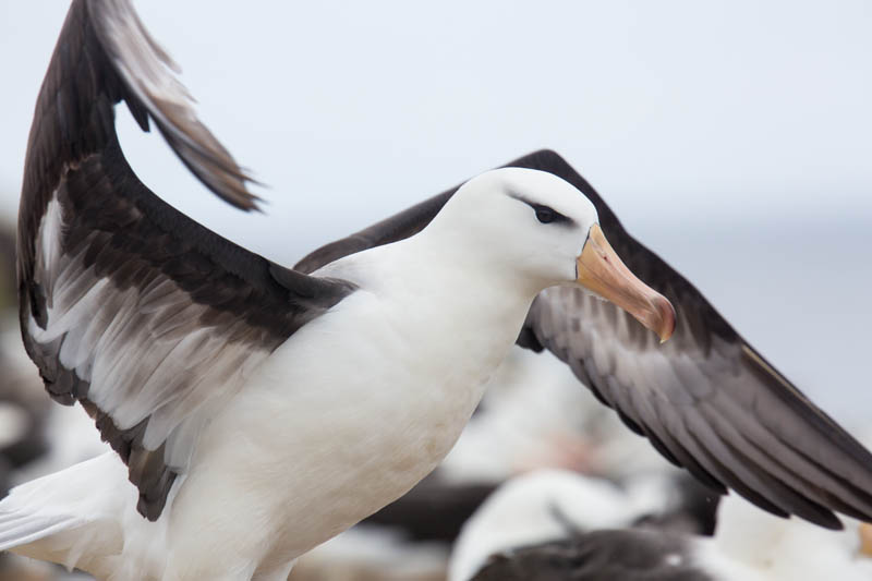 Black-Browed Albatross