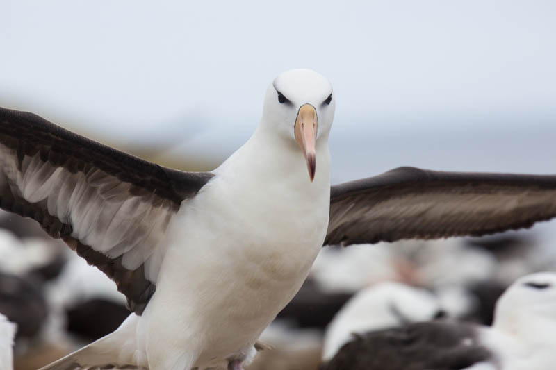 Black-Browed Albatross