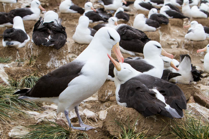 Black-Browed Albatross Preening