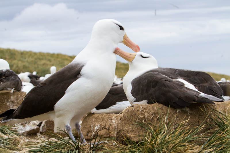 Black-Browed Albatross Preening