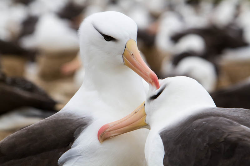 Black-Browed Albatross Preening