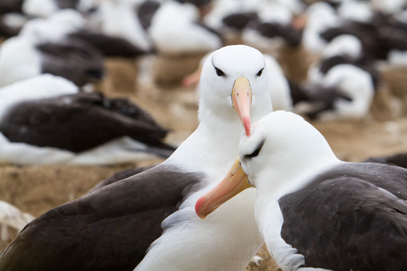 Black-Browed Albatross Preening