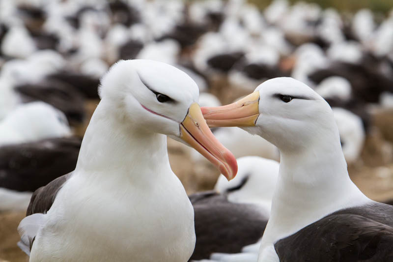 Black-Browed Albatross Preening