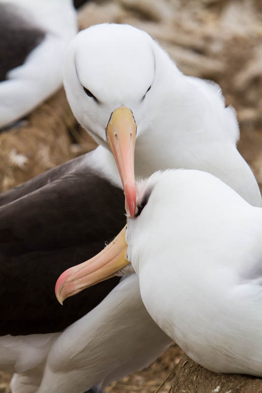 Black-Browed Albatross Preening