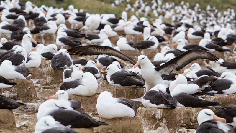 Black-Browed Albatross Colony