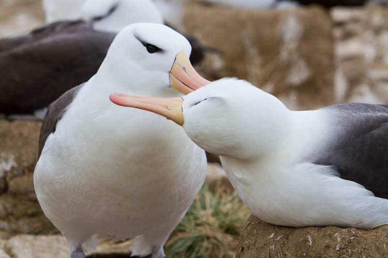 Black-Browed Albatross Preening