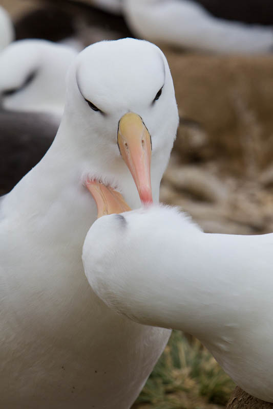 Black-Browed Albatross Preening