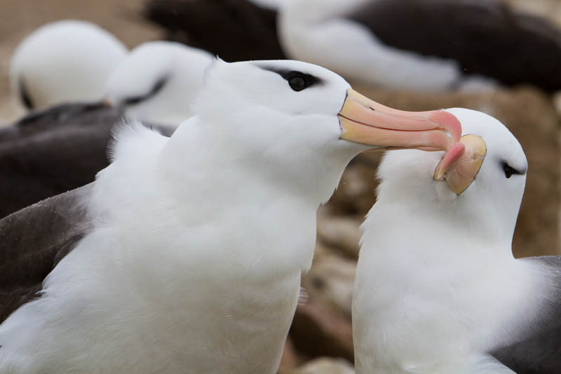 Black-Browed Albatross Preening