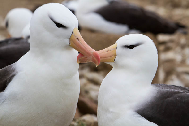 Black-Browed Albatross Preening