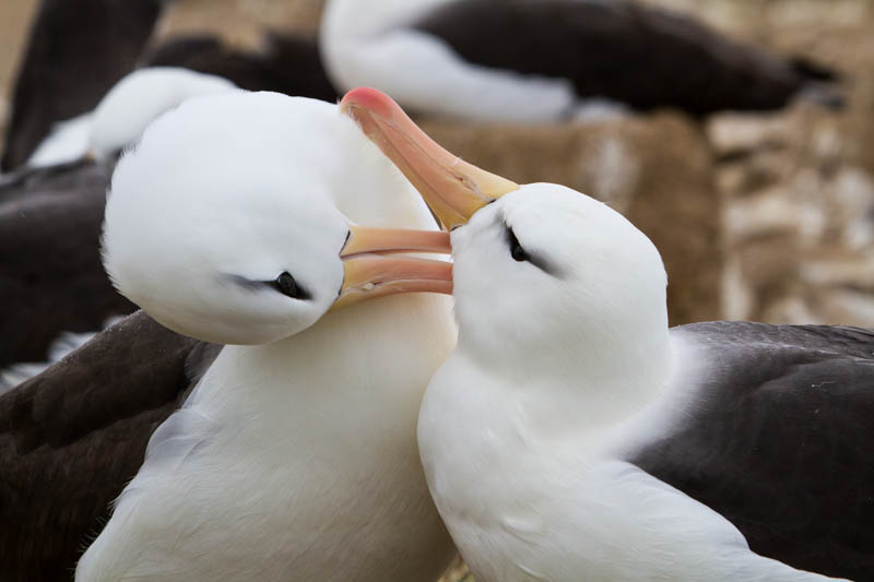 Black-Browed Albatross Preening