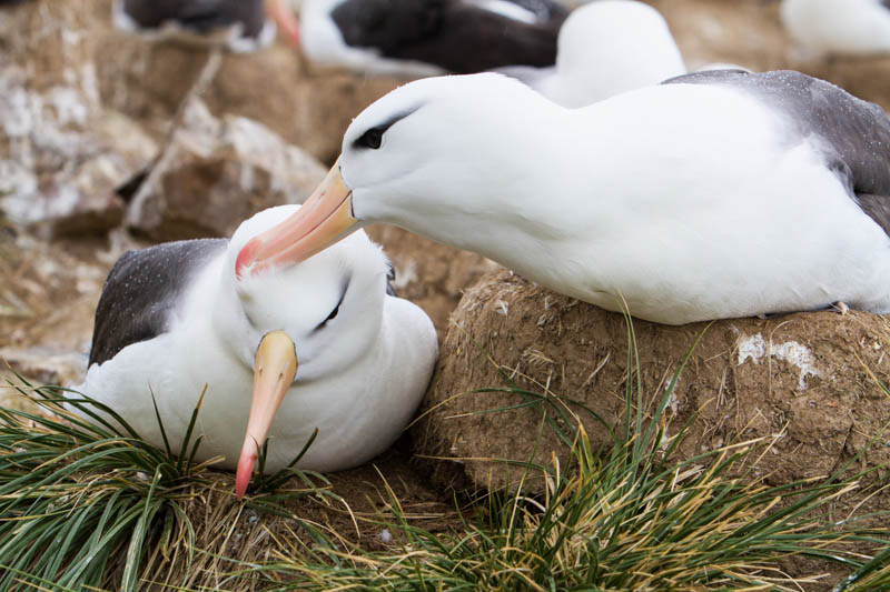 Black-Browed Albatross Preening