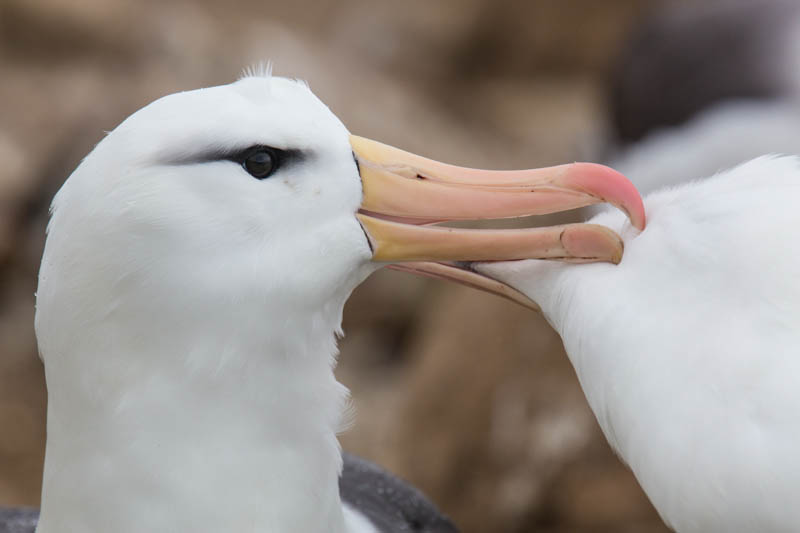 Black-Browed Albatross Preening