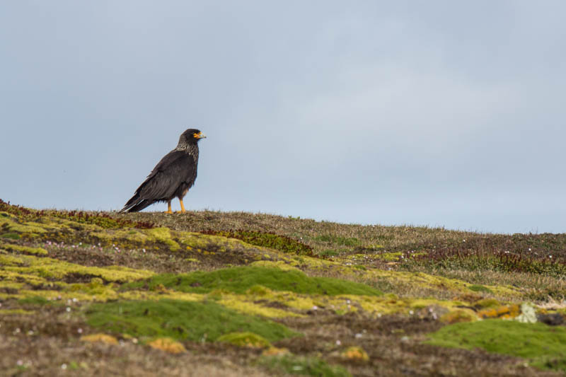 Striated Caracara