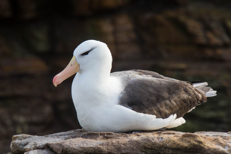 Black-Browed Albatross