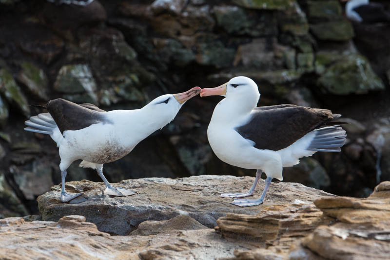 Black-Browed Albatrosses