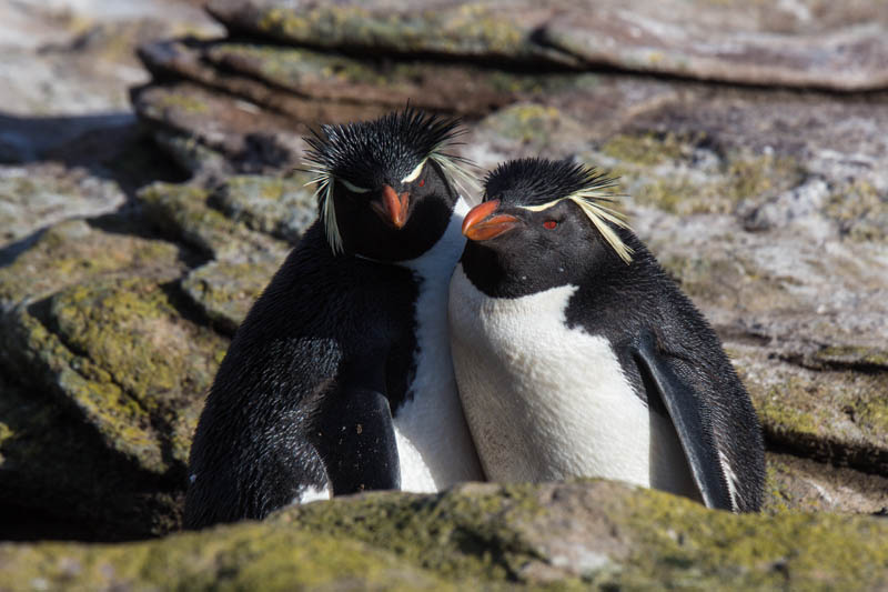 Rockhopper Penguins