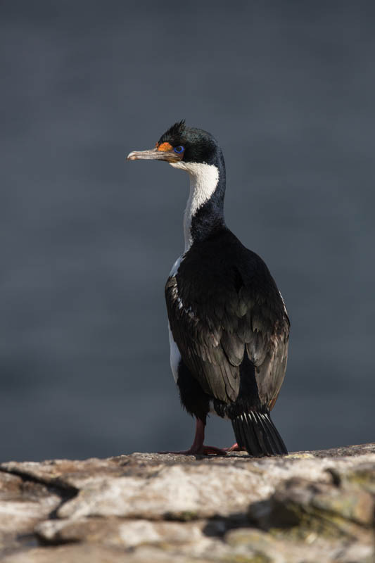 Imperial Cormorant