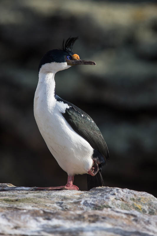 Imperial Cormorant