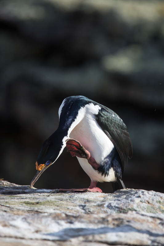 Imperial Cormorant