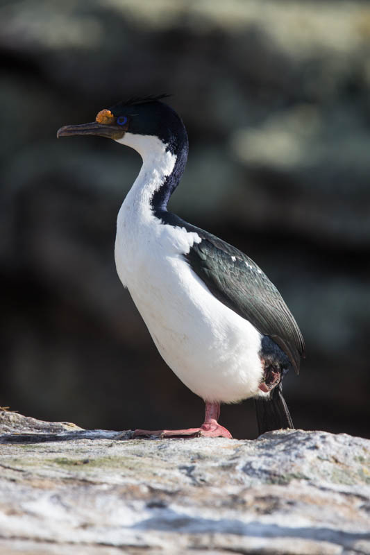 Imperial Cormorant