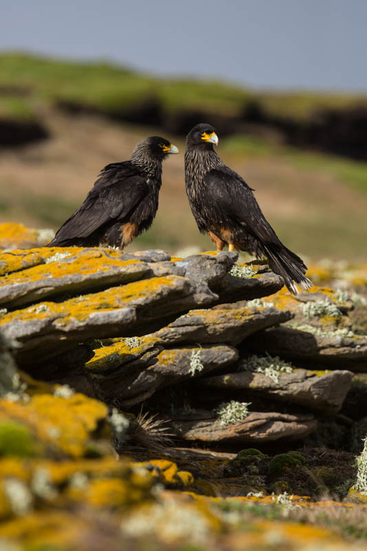 Striated Caracaras