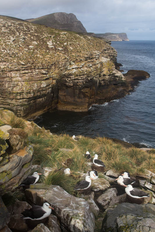 Albatross Colony On Headland