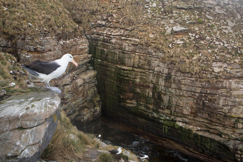 Black-Browed Albatross