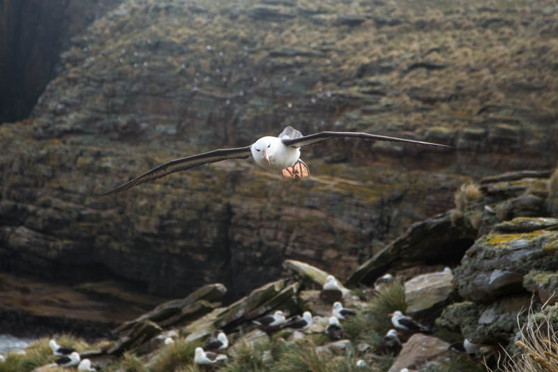 Black-Browed Albatross In Flight