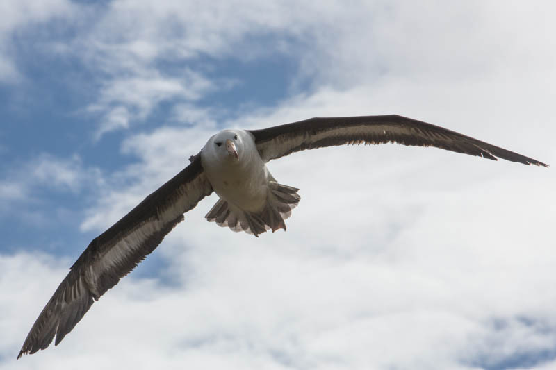 Black-Browed Albatross In Flight