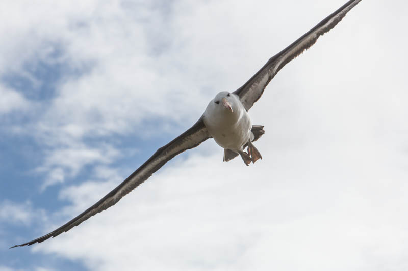 Black-Browed Albatross In Flight