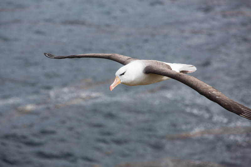 Black-Browed Albatross In Flight