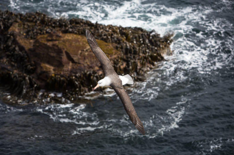 Black-Browed Albatross In Flight