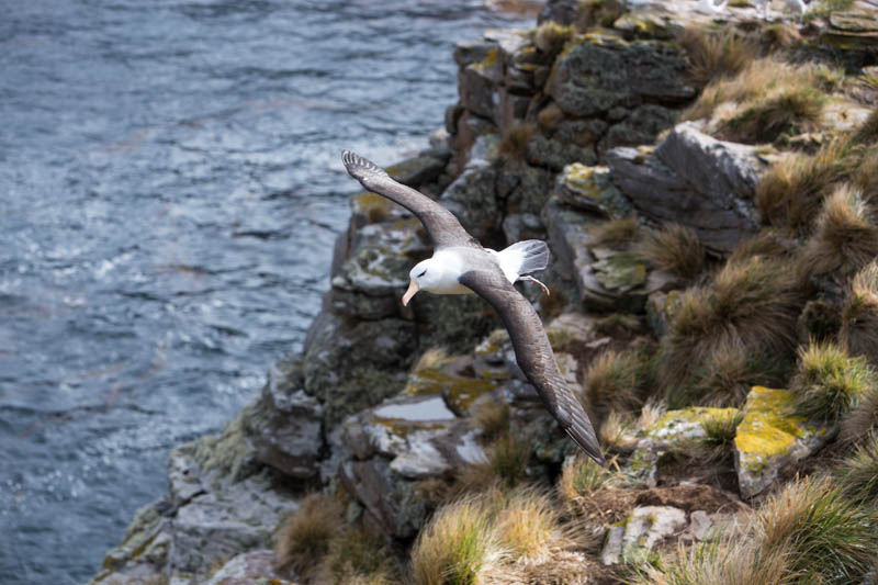 Black-Browed Albatross In Flight