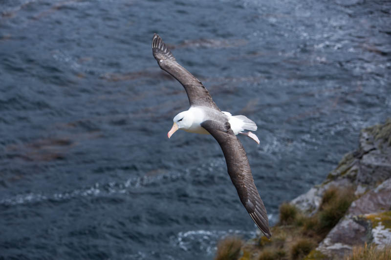 Black-Browed Albatross In Flight