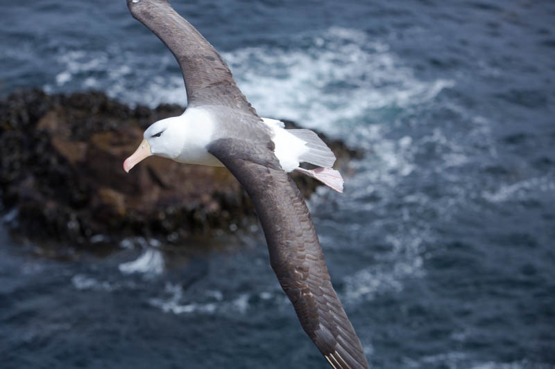 Black-Browed Albatross In Flight