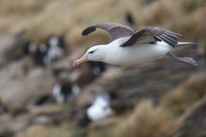 Black-Browed Albatross In Flight