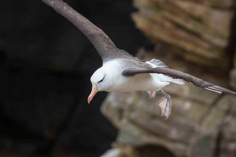 Black-Browed Albatross In Flight