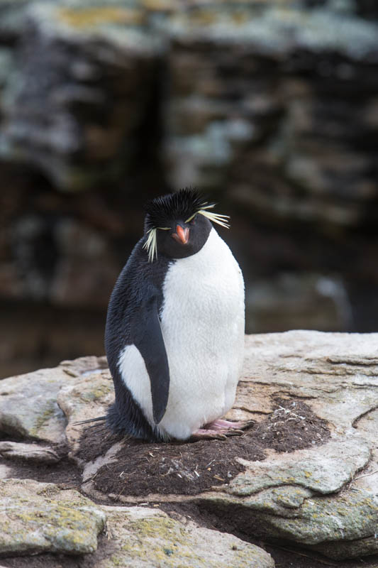 Rockhopper Penguin