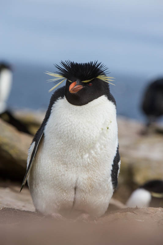 Rockhopper Penguin