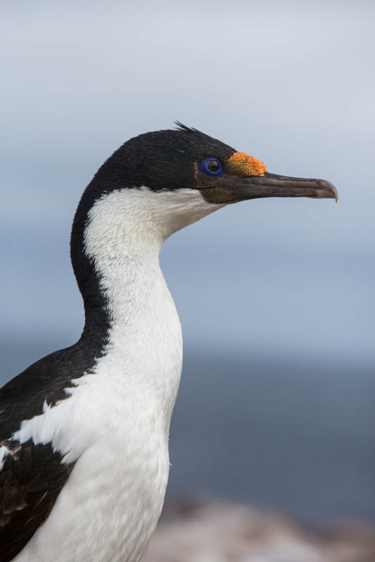 Imperial Cormorant