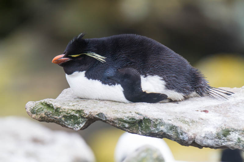 Rockhopper Penguin