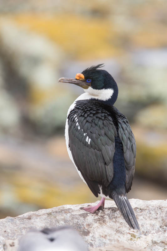 Imperial Cormorant